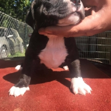 Image pour l'annonce A reserver American Bully ABKC