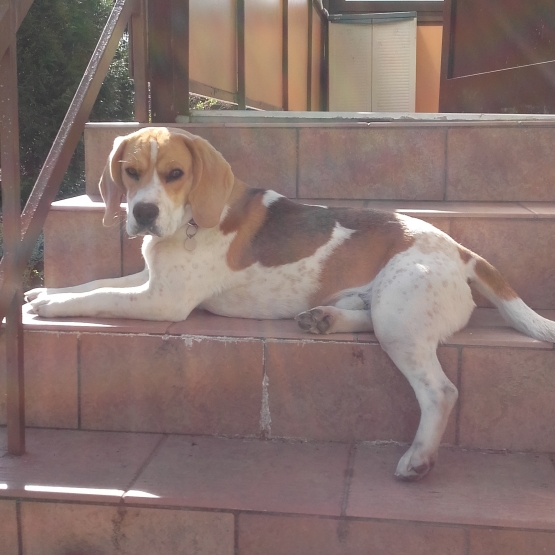 Image pour l'annonce DONNE CHIEN DE RACE BEAGLE MALE 10 MOIS