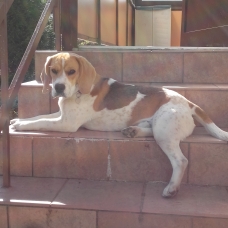 Image pour l'annonce DONNE CHIEN DE RACE BEAGLE MALE 10 MOIS