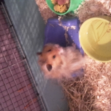 Image pour l'annonce donne hamster angora