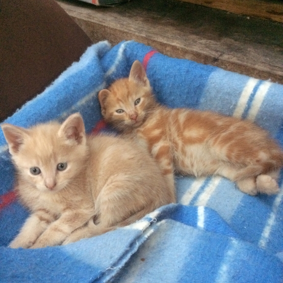 Image pour l'annonce donne chatons