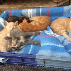 Image pour l'annonce donne chatons