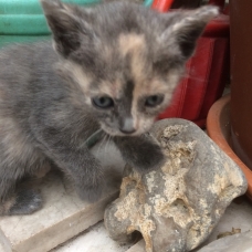 Image pour l'annonce donne chatons