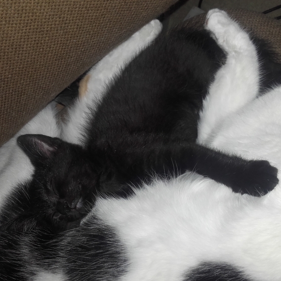 Image pour l'annonce Donne Chatons