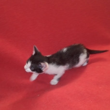 Image pour l'annonce Donne Chatons