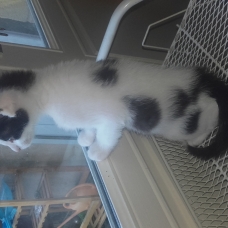 Image pour l'annonce Donne Chatons