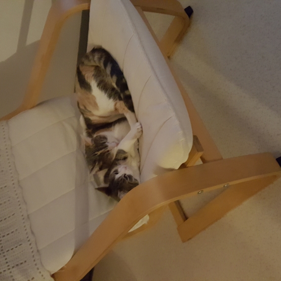 Image pour l'annonce Donne deux chats