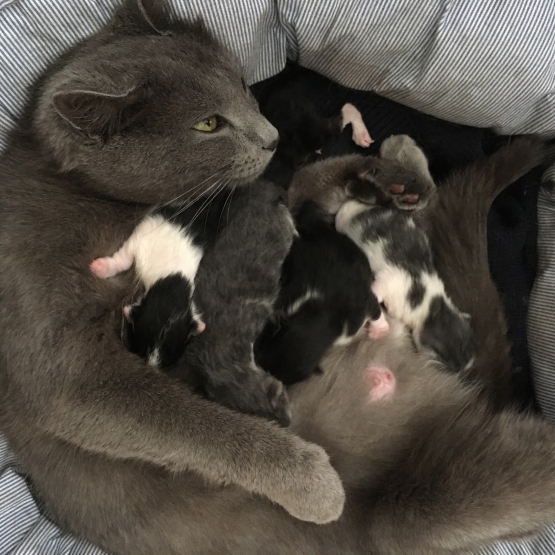 Image pour l'annonce Donne cinq chatons