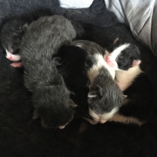 Image pour l'annonce Donne cinq chatons
