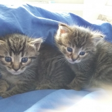 Image pour l'annonce Donne chatons