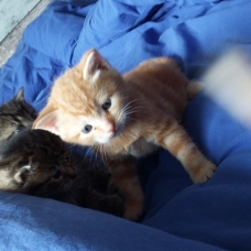 Image pour l'annonce Donne chatons