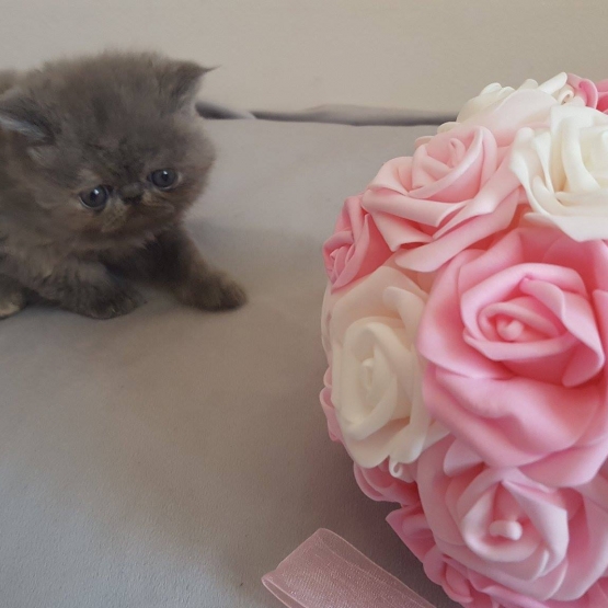 Image pour l'annonce chatons persan et exotic shorthair LOOF