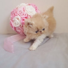 Image pour l'annonce chatons persan et exotic shorthair LOOF