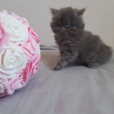 Image pour l'annonce chatons persan et exotic shorthair LOOF