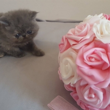 Image pour l'annonce chatons persan et exotic shorthair LOOF
