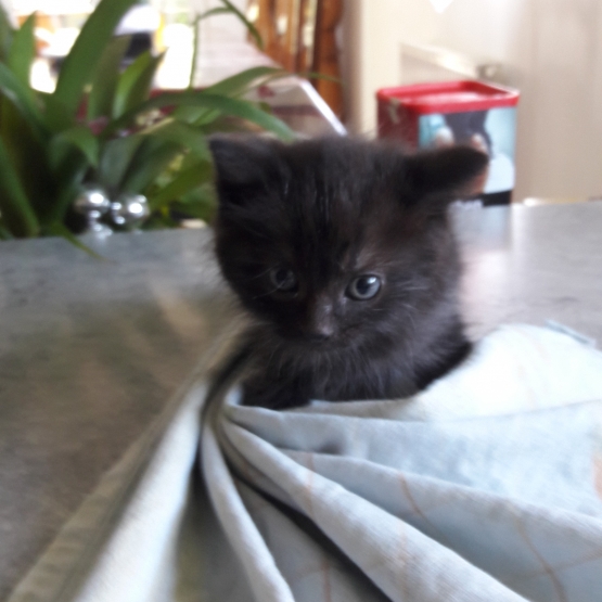 Image pour l'annonce Donne chatons