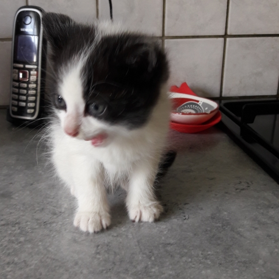 Image pour l'annonce Donne chatons