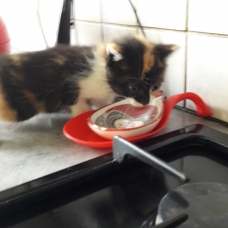 Image pour l'annonce Donne chatons