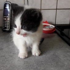 Image pour l'annonce Donne chatons