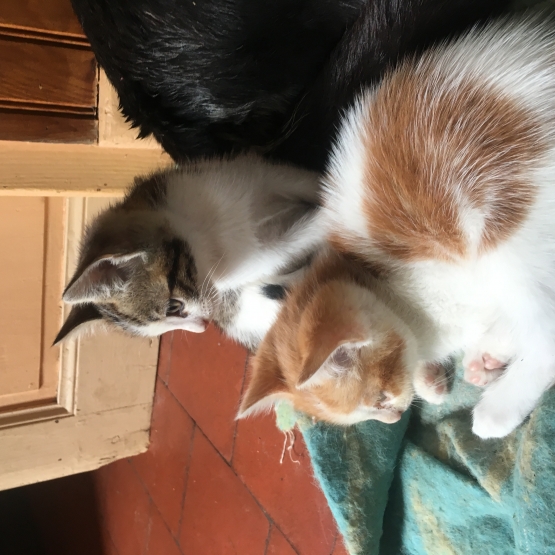 Image pour l'annonce Donne Chatons