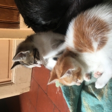 Image pour l'annonce Donne Chatons