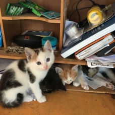 Image pour l'annonce Donne Chatons