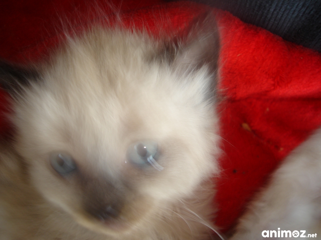 2 jolies chatons poils longs maman persane Finistère (29) sur