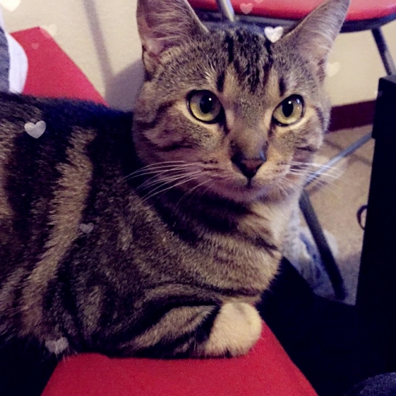 Image pour l'annonce Donne chat mâle d'un an