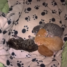 Image pour l'annonce donne chatons