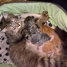 Image pour l'annonce donne chatons