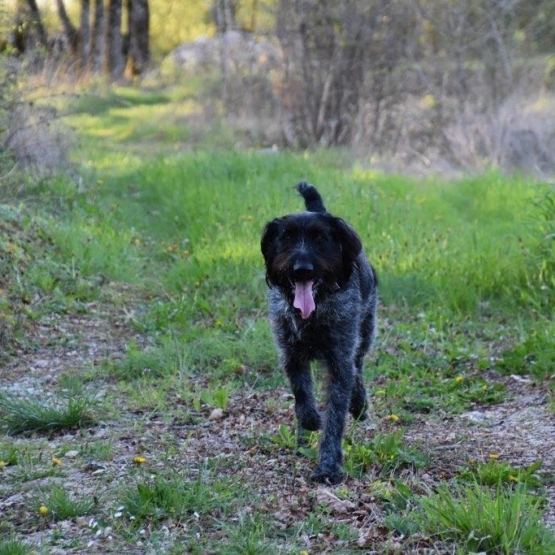 Image pour l'annonce RECHERCHE NOUVELLE FAMILLE POUR MALE DRAHTHAAR