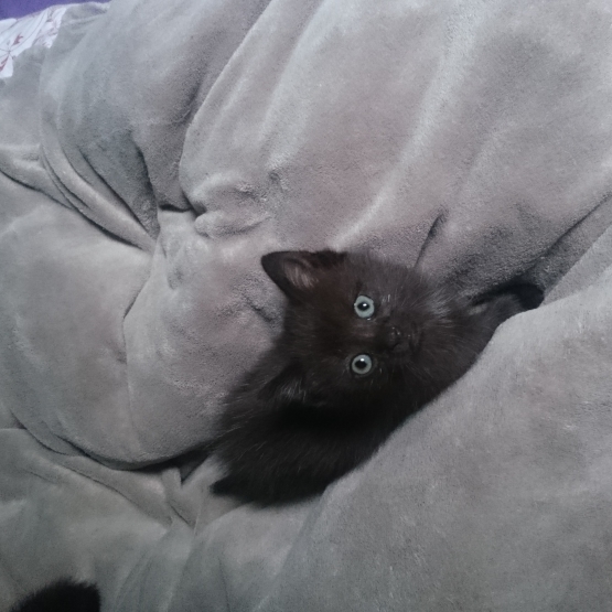 Image pour l'annonce Donne chatons