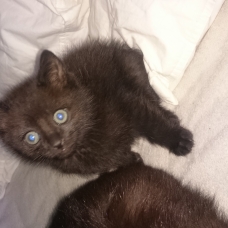 Image pour l'annonce Donne chatons