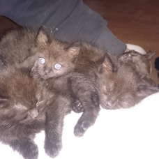 Image pour l'annonce Donne chatons