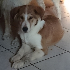 Image pour l'annonce Donne chiot croisé de 6 mois