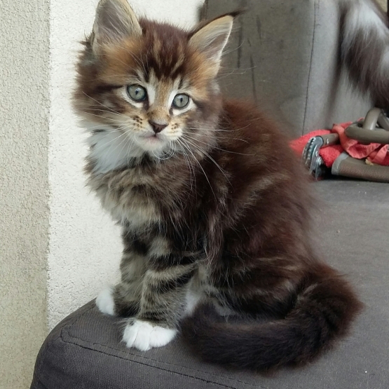 Image pour l'annonce Chaton Maine Coon