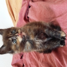 Image pour l'annonce Chaton Maine Coon