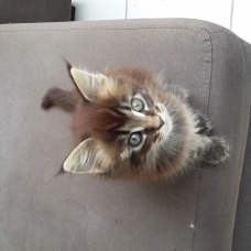 Image pour l'annonce Chaton Maine Coon