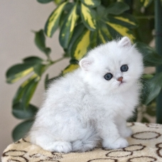 Image pour l'annonce CHATON PERSAN SEAL TABBY LOOF FEMELLE