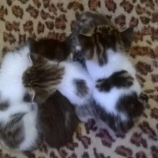 Image pour l'annonce 5 Chatons a adopter