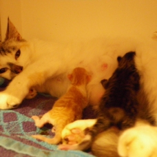 Image pour l'annonce Chatons type européen