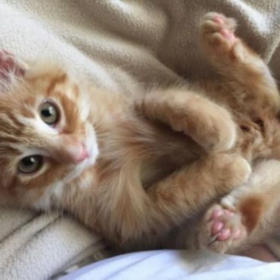 Image pour l'annonce Cherche un chaton roux