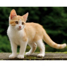 Image pour l'annonce Cherche un chaton roux