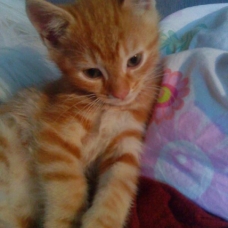 Image pour l'annonce Cherche un chaton roux