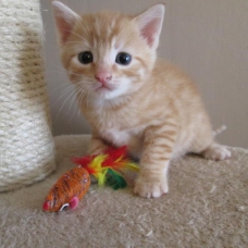 Image pour l'annonce Cherche un chaton roux