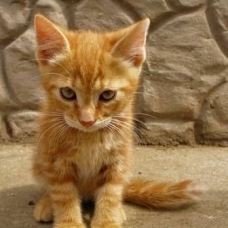 Image pour l'annonce Cherche un chaton roux