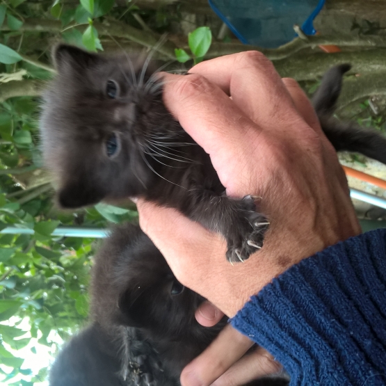 Image pour l'annonce donne chatons abandonnés par la mère