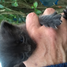 Image pour l'annonce donne chatons abandonnés par la mère