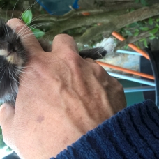 Image pour l'annonce donne chatons abandonnés par la mère