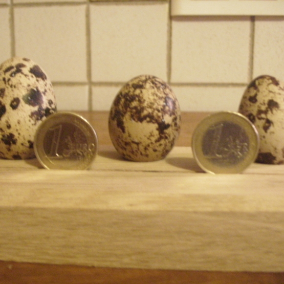 Image pour l'annonce vends oeufs de cailles